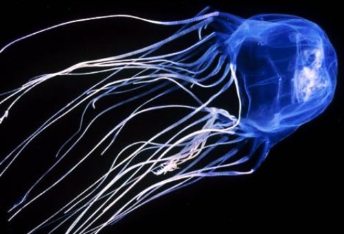 10 Facts About Box Jellyfish Fact File