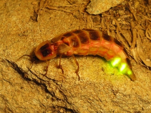 Facts about Glow Worm