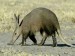 10 Facts about Aardvarks