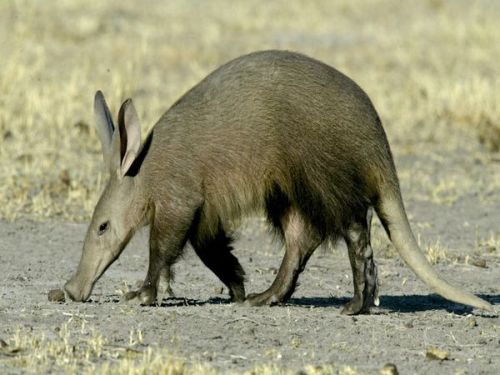 Aardvarks Facts