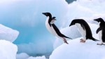 10 Facts about Adelie Penguins