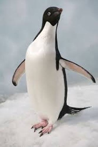 Adelie Penguin Pic