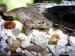 10 Facts about African Dwarf Frog