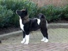 10 Facts about Akitas