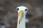 10 Facts about Albatrosses