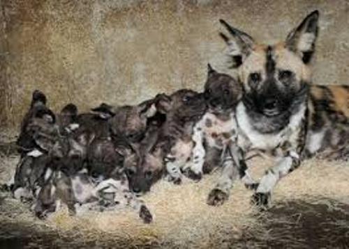 Facts about African Wild Dogs