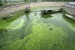 10 Facts about Algae