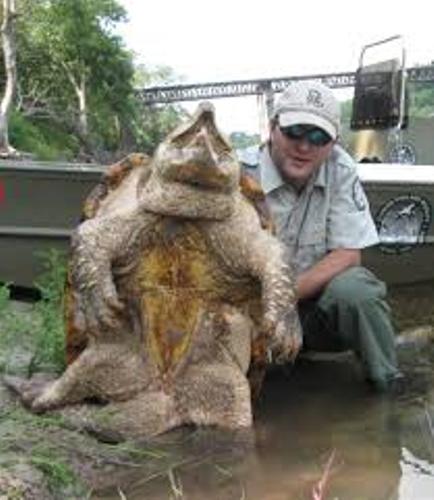 Alligator Snapping Turtles Pic