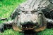 10 Facts about Alligators