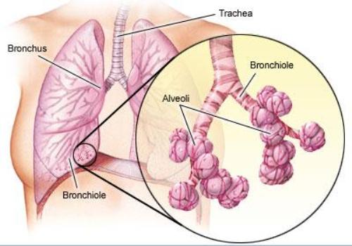 10 Facts about Alveoli - Fact File