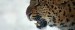 10 Facts about Amur Leopards