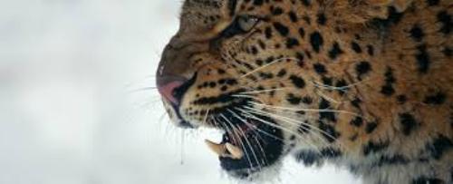 Amur Leopard Image