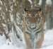 10 Facts about Amur Tigers