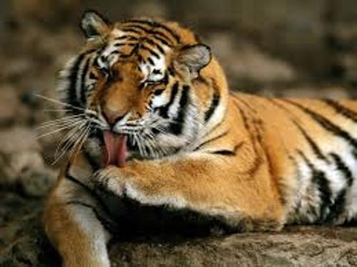 Amur Tiger Pic