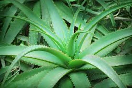 Facts about Aloe Vera