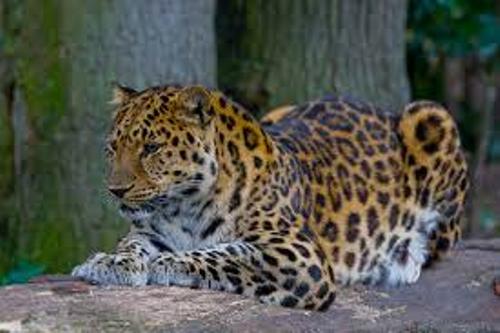 Facts about Amur Leopards