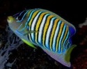 10 Facts about Angelfish