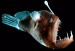 10 Facts about Anglerfish