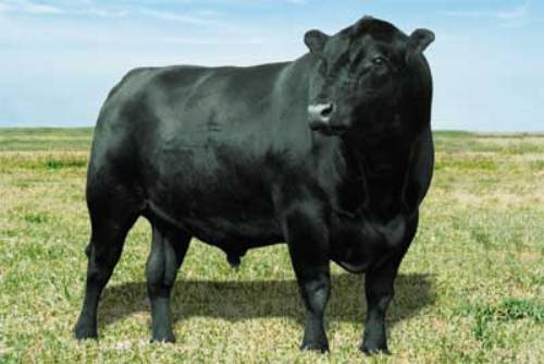 Angus Cattle Facts