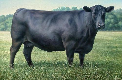 Angus Cattle Pic