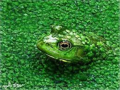 Animal Adaptation of Frog
