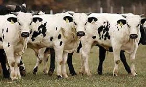 Animal Cloning Cows