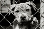8 Facts about Animal Cruelty