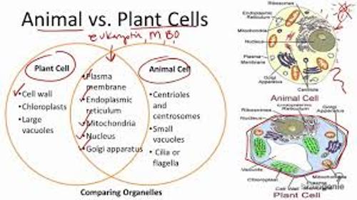 Animal and Plant Cell