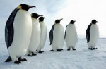10 Facts about Antarctica Penguins
