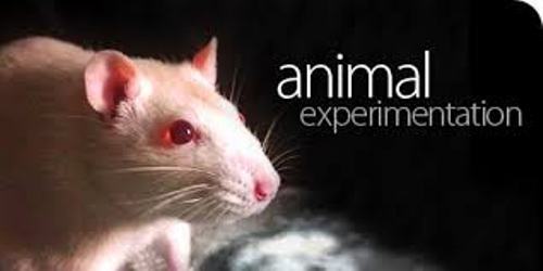 Facts about Animal Testing