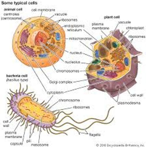 Facts about Animal and Plant Cells