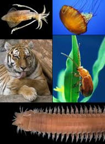 Facts about Animalia
