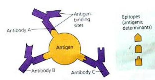 Antigen Works