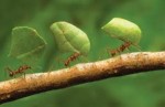 10 Facts about Ants