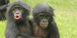 10 Facts about Apes