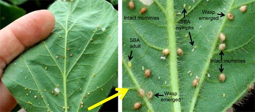 Aphid Facts