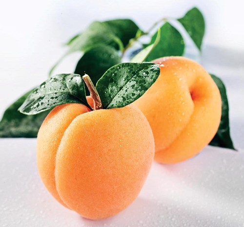 Apricot Fresh