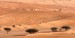 10 Facts about Arabian Desert