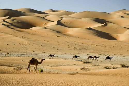 Arabian Desert and Camels