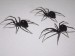 10 Facts about Arachnids