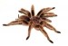 8 Facts about Arachnophobia