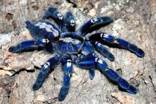 Arachnophobia in Blue