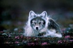 10 Facts about Arctic Fox