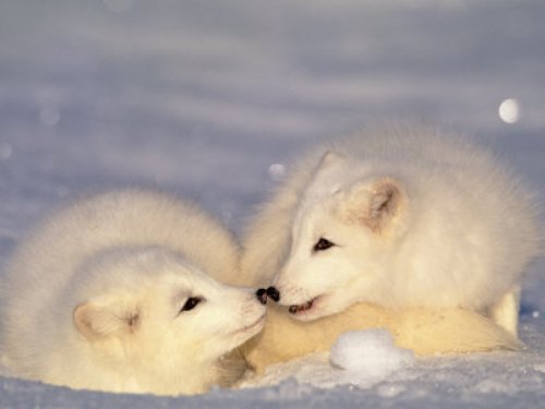 Arctic Fox Images