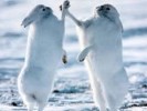 10 Facts about Arctic Hares