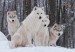 10 Facts about Arctic Wolves