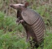 10 Facts about Armadillos