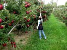8 Facts about Apple Trees