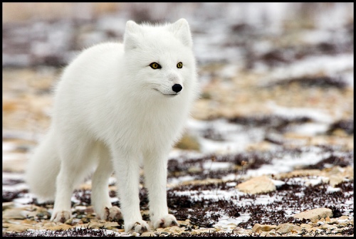 Facts about Arctic Fox