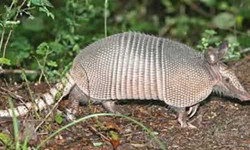 Facts about Armadillos